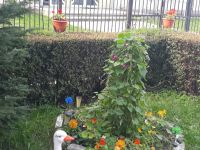 curtea_scolii_01
